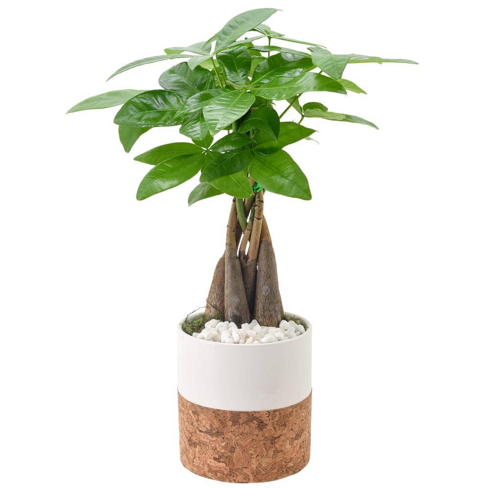 4-1/2 in. Money Tree White Round Cork Ceramic Planter