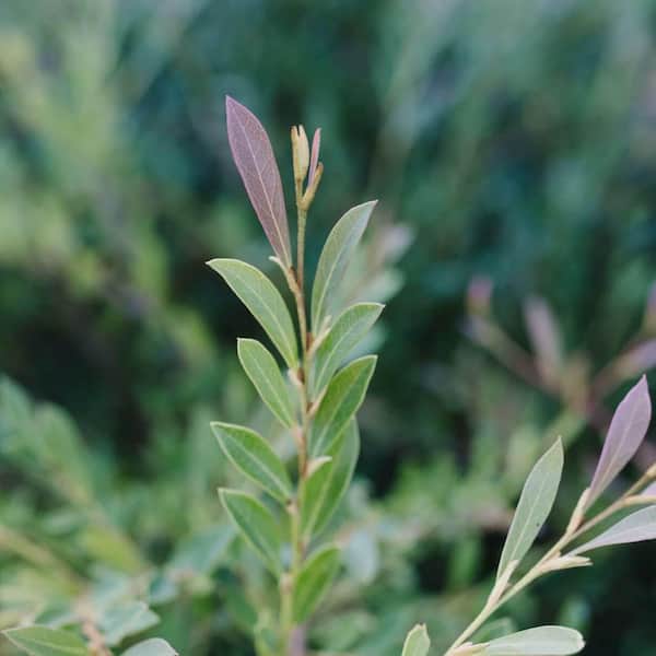 FIRST EDITIONS 2 Gal. Cinnamon Girl Distylium Plant-Evergreen