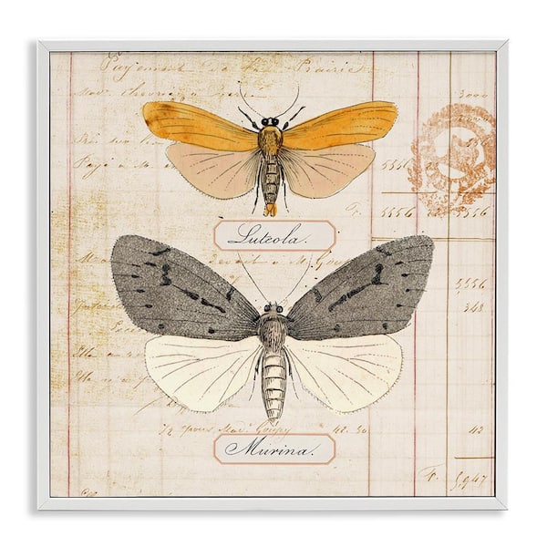 Stupell Industries Yellow and Grey Butterflies by Susan Arnot White Framed Animal Giclee Art Print 12 in. x 12 in.