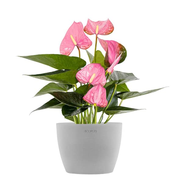 United Nursery Live Pink Anthurium Houseplant in 6 in. Light Grey Eco-Friendly Sustainable Decor Pot