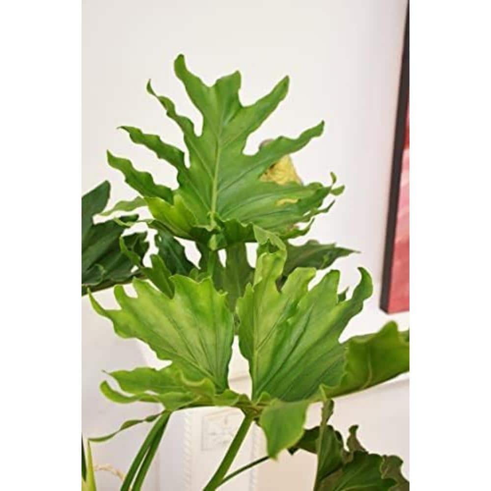 Philodendron Variety Pack-5 Live Plants in 2 in. Pots-Grower's Choice of Rare and Elegant Indoor Houseplants price history on PriceWatchPro