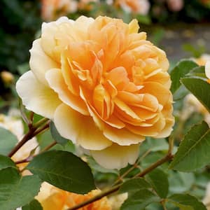 Bareroot Easy Going Rose Plant with Peachy-Orange Flowers (2-Pack)