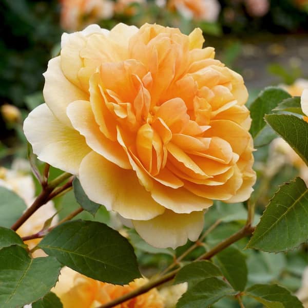 national PLANT NETWORK Bareroot Easy Going Rose Plant with Peachy-Orange Flowers (2-Pack)