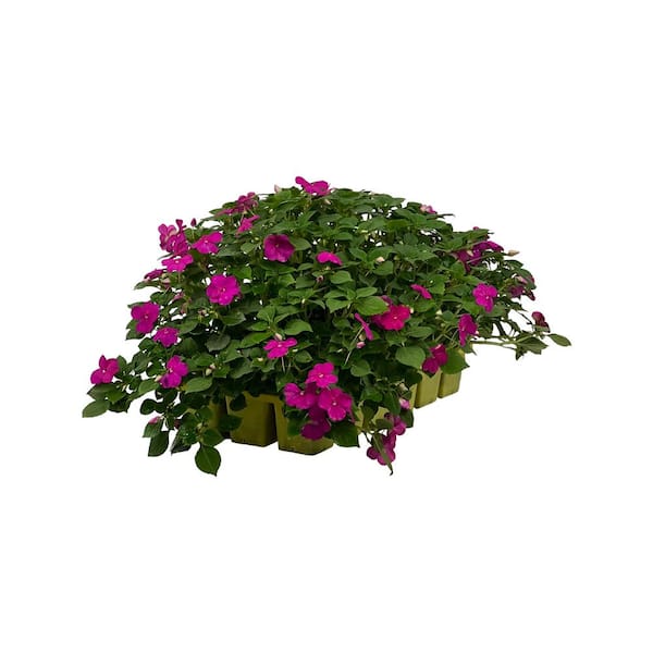 BEACON 18-Pack Beacon Violet Impatiens Outdoor Annual Plant with Purple ...