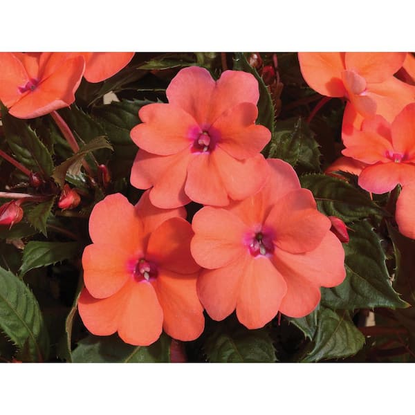 2.5 In. Compact Coral Pink SunPatiens Impatiens Outdoor Annual Plant with Coral Pink Flowers (6-Plants)