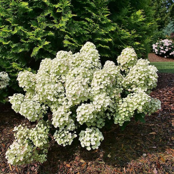 PROVEN WINNERS 1 Gal. Tiny Quick Fire Panicle Hydrangea (Paniculata), Live Plant, Shrub, White To Pink Flowers