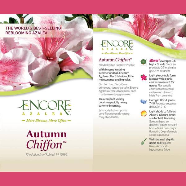 ENCORE AZALEA 2 Gal. Autumn Chiffon Azalea Shrub with Bi