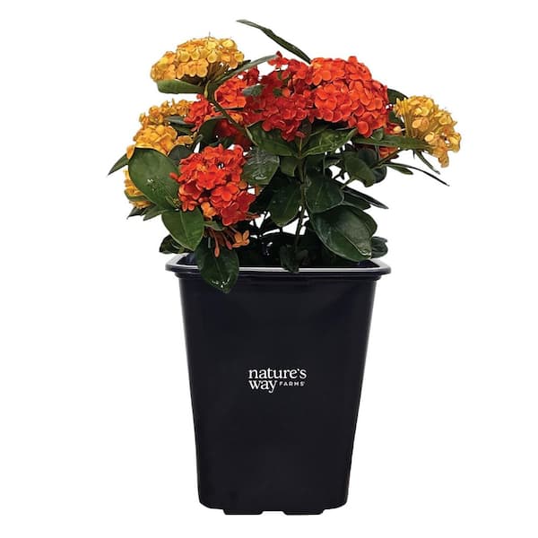 Ixora Maui Duo Live Outdoor Plant in Growers Pot Avg Shipping Height 1 ft. to 2 ft. Tall