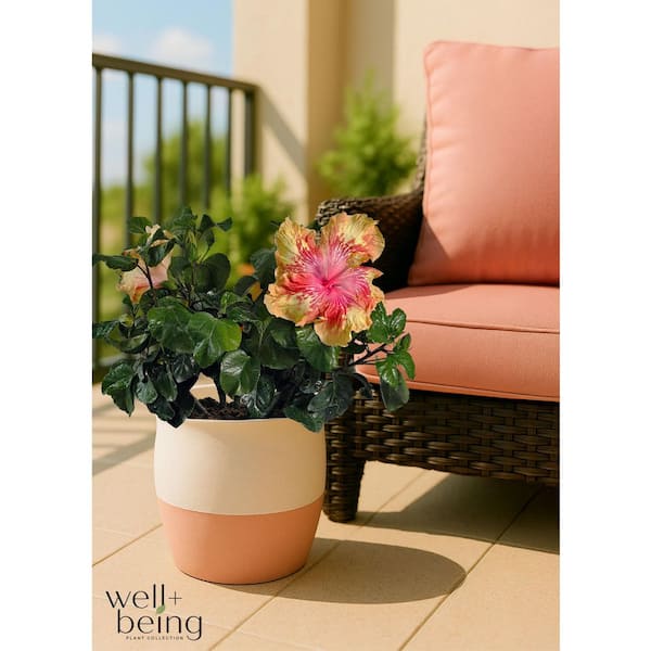 NATURE'S WAY FARMS 1.72 Gal. Volcano Lava Hawaiian Hibiscus