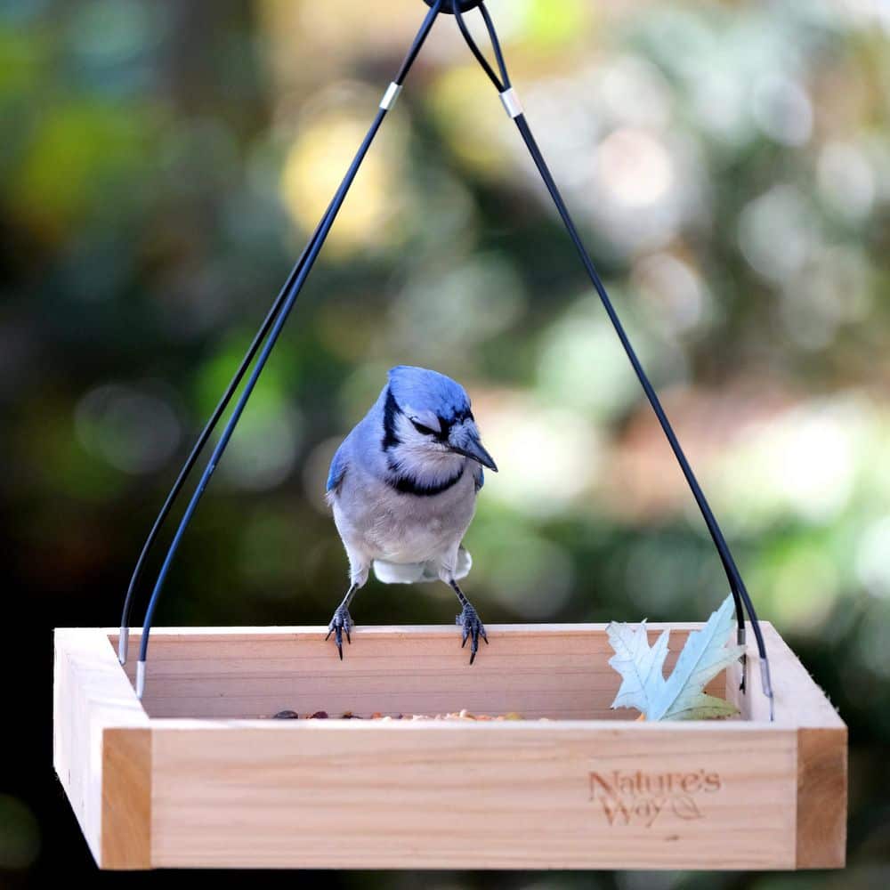 Nature's Way Cedar Platform Hanging Bird Feeder