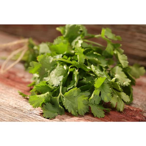 4.25 in. Eco+Grande Slo-Bolting Cilantro (Coriandrum sativum) Herb Live Plant (4-Pack)