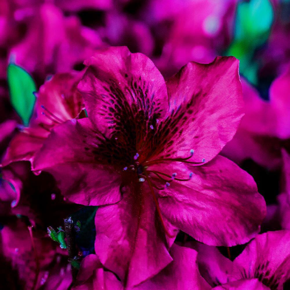 2 Gal. Autumn Velvet Shrub in Decorative Container price history on PriceWatchPro