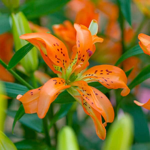 Vigoro 14/16cm, Must See Double Asiatic Lily Flower Bulb (Bag of 2)