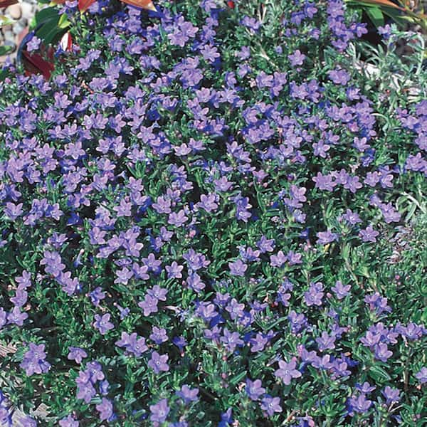 METROLINA GREENHOUSES 2.5 Qt. Grace Ward Blue and Purple Lithodora Plant