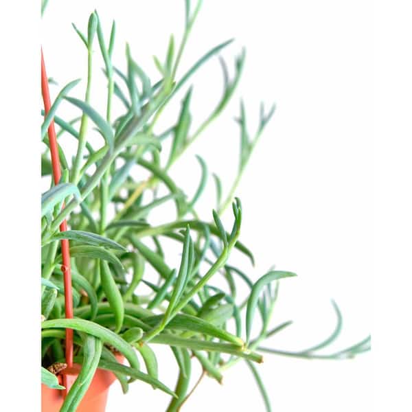 Shop Succulents String of Fishhooks Hanging Succulent, Senecio Radicans  Glauca, Fully Rooted Live 6 in. Succulent Plant with Hanger 1-FISHHOOK-6 -  The Home Depot