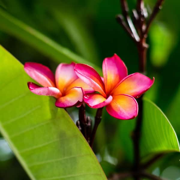 national PLANT NETWORK 1 gal. Plumeria Sunrise Plant with
