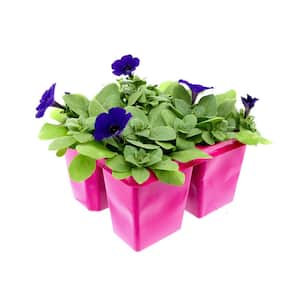 4-Pack Blue Easy Wave Petunia Annual Plant with Dark Purple-Blue Flowers