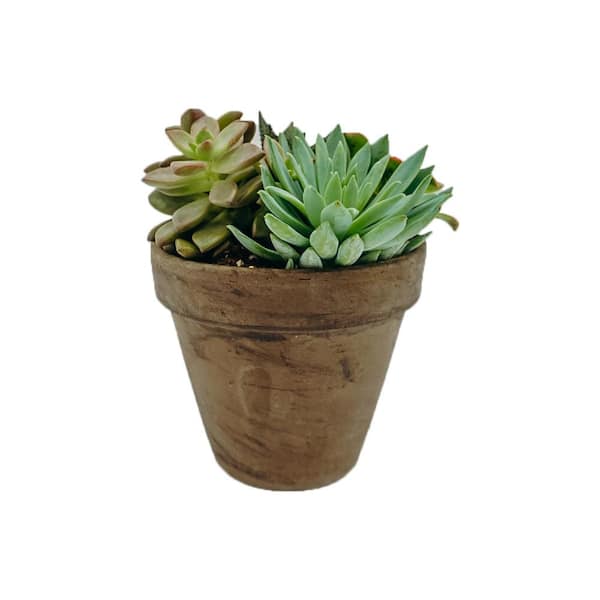 3 in. Succulent Garden in Brown Clay Pot