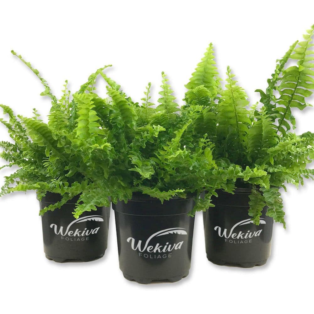 Boston Compacta Fern-3 Live Plants in 4 Inch Pots-Nephrolepis Exaltata Compacta-Clean Air Indoor Outdoor Ferns price history on PriceWatchPro