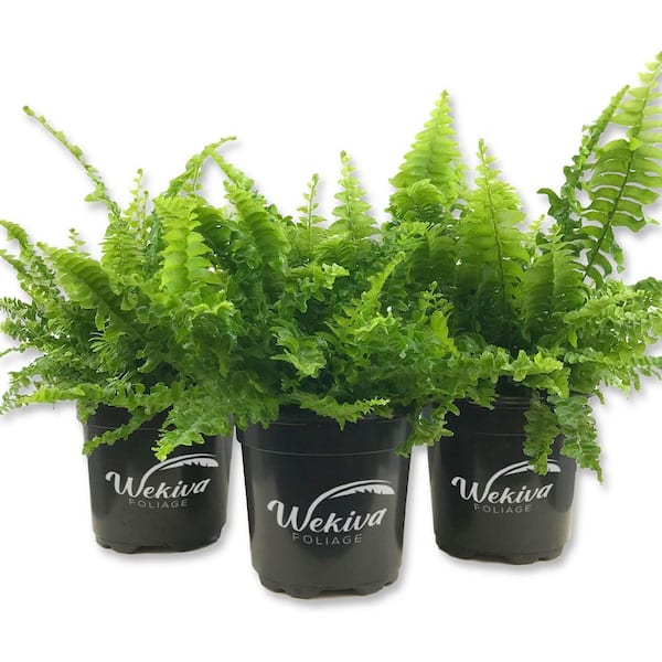 Wekiva Foliage Boston Compacta Fern-3 Live Plants in 4 Inch Pots-Nephrolepis Exaltata Compacta-Clean Air Indoor Outdoor Ferns