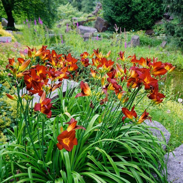 national PLANT NETWORK Bare Root Daylily Passion for Red (3-Pack