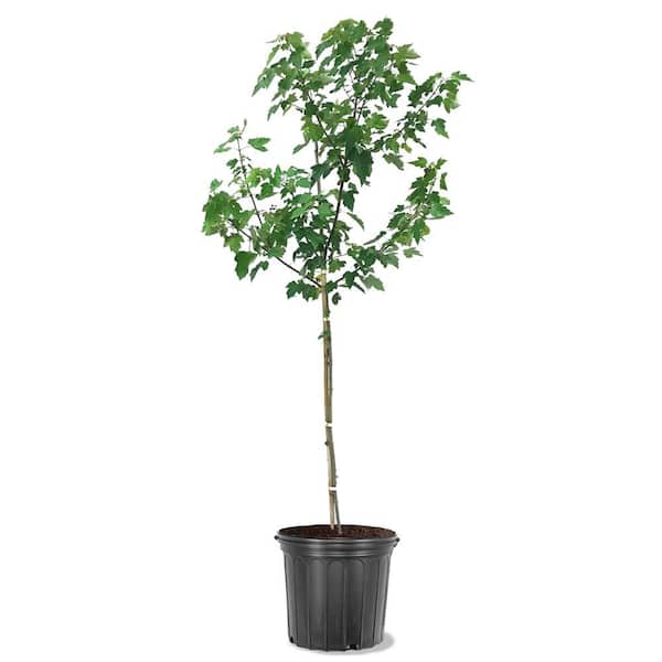 5 Gal. Sunset Red Maple Shade Tree