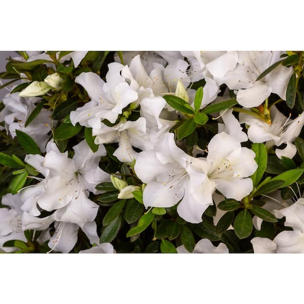 ENCORE AZALEA 2 Gal. Autumn Ivory Dwarf Azalea Shrub with