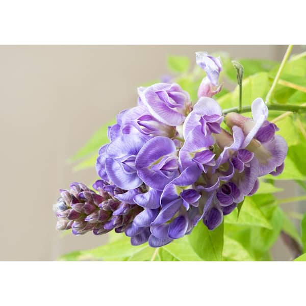 2 gal. Amethyst Falls American Wisteria Live Flowering Vine Plant with Lavender Blooms