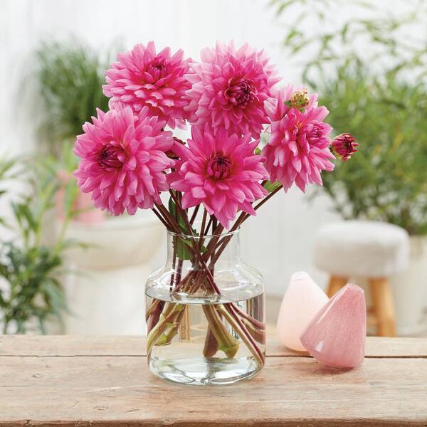 VAN ZYVERDEN Dahlias Rosella Bulbs (Set of 5) 84119 - The Home Depot