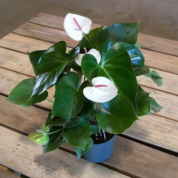 national PLANT NETWORK 6 in. SpaceScape Tropical Anthurium Plant