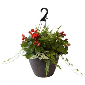 12 in. Begonia Plant Hanging Basket in Red