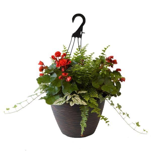 Unbranded 12 in. Begonia Plant Hanging Basket in Red