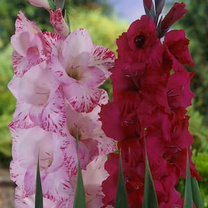 Gladiolus Magenta Blend Set of 25 Bulbs