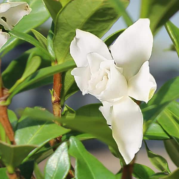 brussel's BONSAI - Gardenia Bonsai Tree Plant Outdoor Plant in Ceramic Bonsai Pot Container, 4 Years Old, 6 to 8 in.