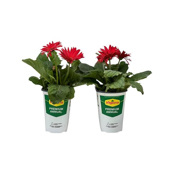 Vigoro 2.5 Qt Gerbera Daisy Red in Grower's Pot (2-Packs)