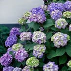 2 Gal. BloomStruck Hydrangea(Macrophylla) Live Deciduous Shrub, Pink or Blue or Purple Blooms