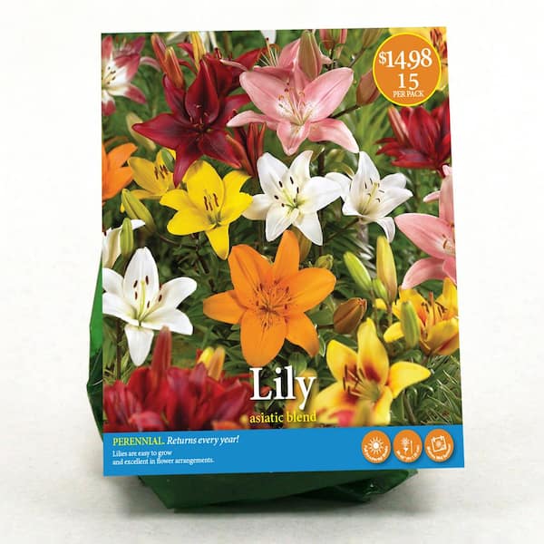 VAN ZYVERDEN Lily Asiatic Blend Bulbs (15-Pack) 34030 - The Home Depot