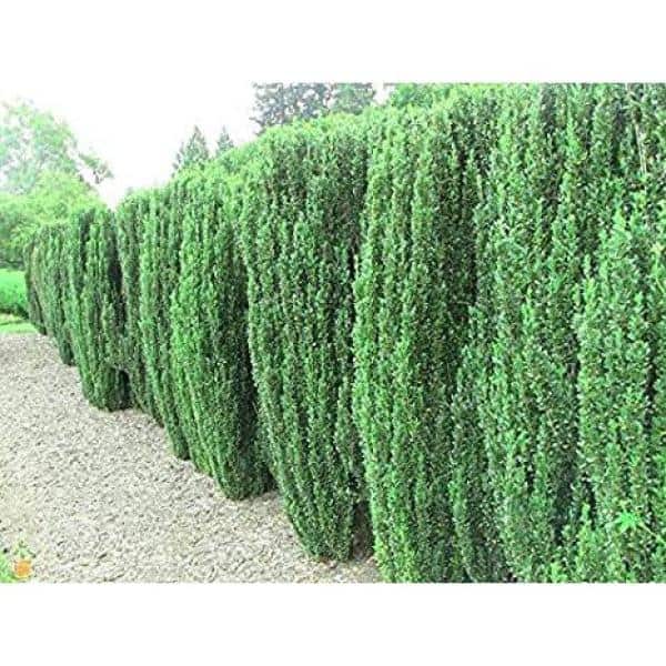 1 Gallon Sky Pencil Japanese Holly Evergreen Shrub