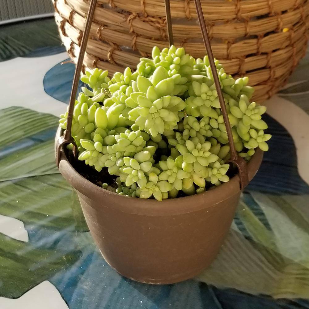 Sedum 'Burrito' Multicolor Trailing Succulent in Plastic Pot