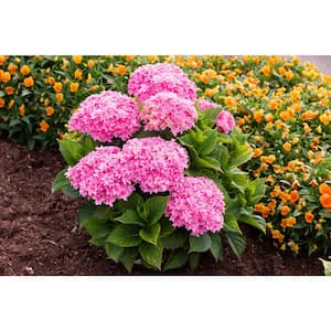 Jumbo Pint Starfield Bigleaf Hydrangea (Macrophylla) Live Shrub, Pink Flowers