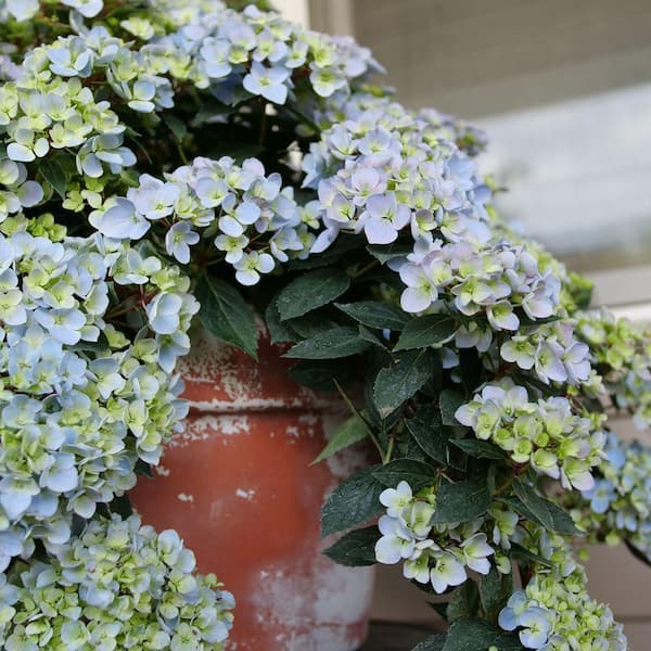 Proven Winners 4.5 in. qt. Fairytrail Fresco Cascade Hydrangea