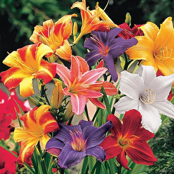 Spring Hill Nurseries Dwarf Reblooming Daylily Mixture Dormant Bare Root Flowering Perennial Starter Plant Roots (3-Pack)