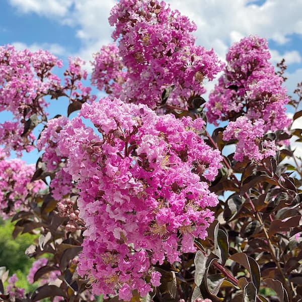 3 Gal. Lavender Lace Crape Myrtle Tree with Lavender Blooms