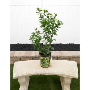 1 Gal. Thornless Key Lime Live Tropical Tree with White Flower to small Green Fruit (1-Pack)
