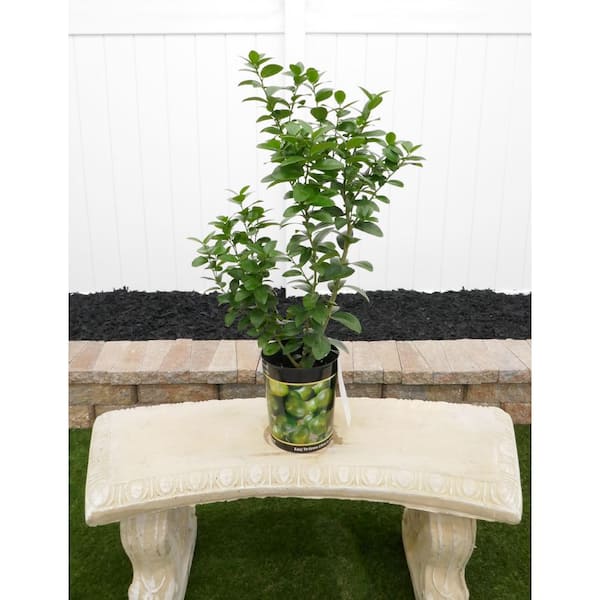 1 Gal. Thornless Key Lime Live Tropical Tree with White Flower to small Green Fruit (1-Pack)