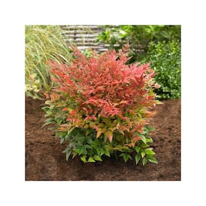 1 Gal. Gulf Stream Heavenly Bamboo Flowering Shrub With Long White Flowers and Multi-Colored Rich Red Foliage (2-Pack)