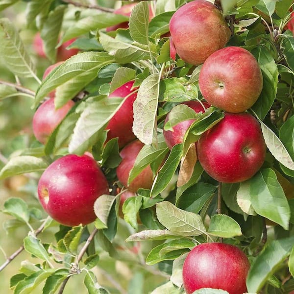 5 gal. Red Rome Beauty Apple Tree