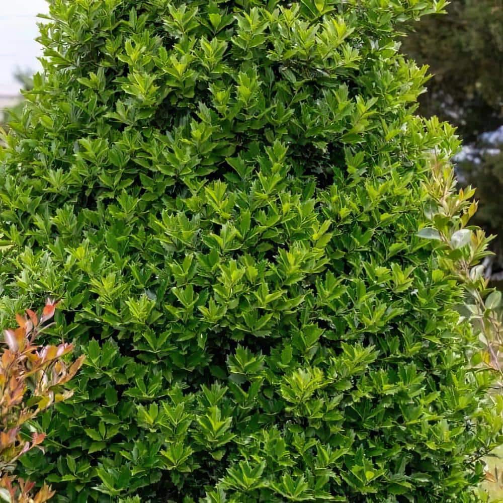 Oakland Holly Evergreen Shrub with Unique Oak-Like Leaves