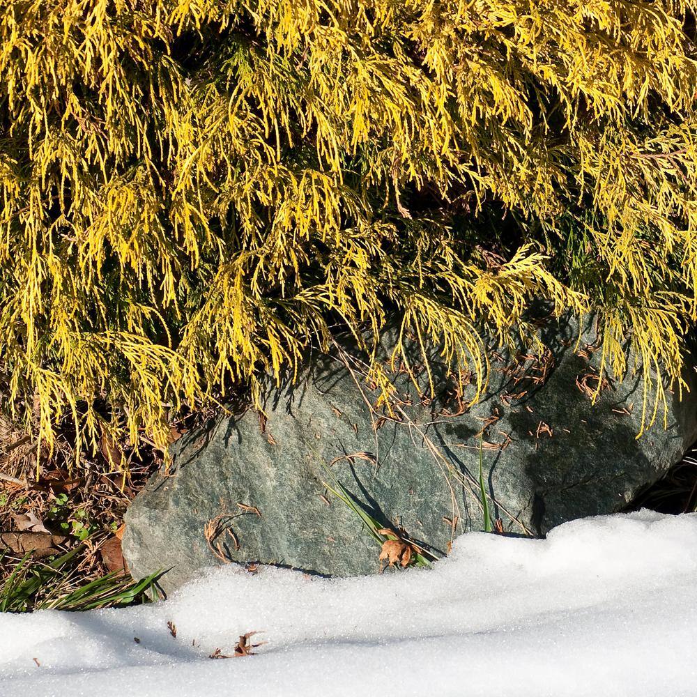 Gold Mop Cypress Evergreen Shrub in #1 Container