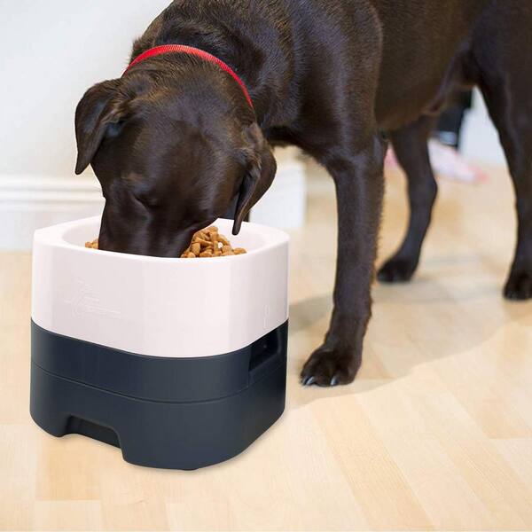 large dog water feeder